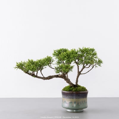 紀州真柏｜TPA5481