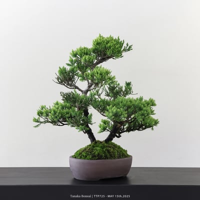 台灣真柏｜TTP7255