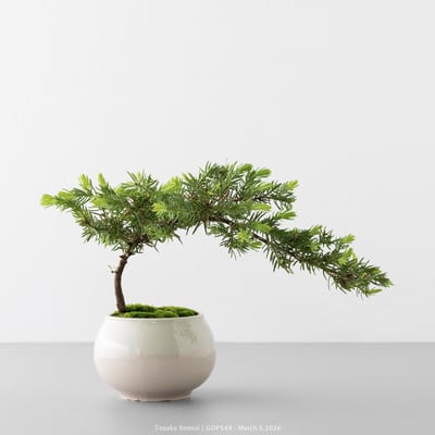 黃金杜松｜GDP5495