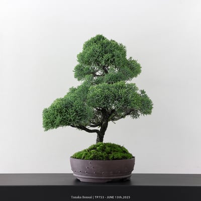 紀州真柏｜TP7536