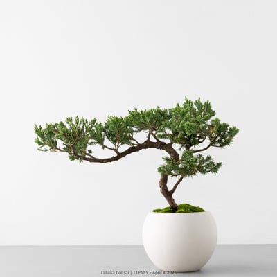 臺灣真柏｜TTP5893