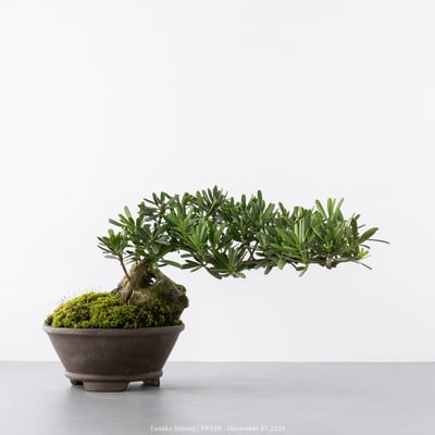 晶鑽羅漢松｜FP5294