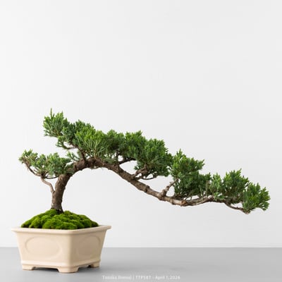 臺灣真柏｜TTP5876