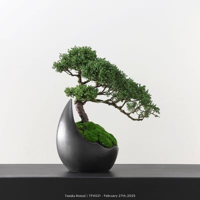 紀州真柏｜TPA5213