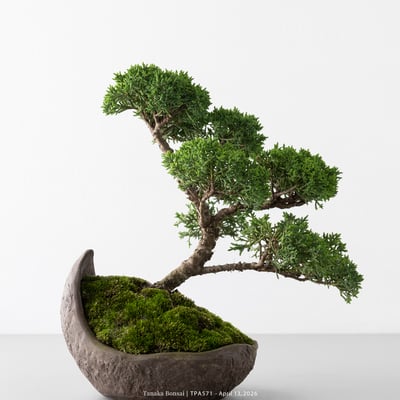 紀州真柏｜TPA5717