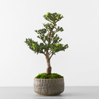 綠鑽羅漢松｜GPP5134