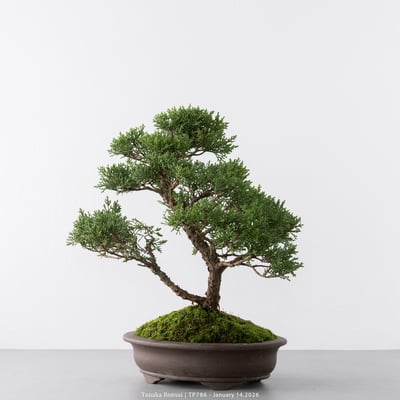 紀州真柏｜TP7866