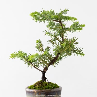 黃金杜松｜GDP5539