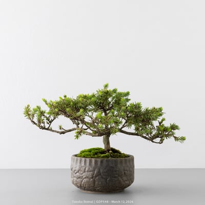 黃金杜松｜GDP5484