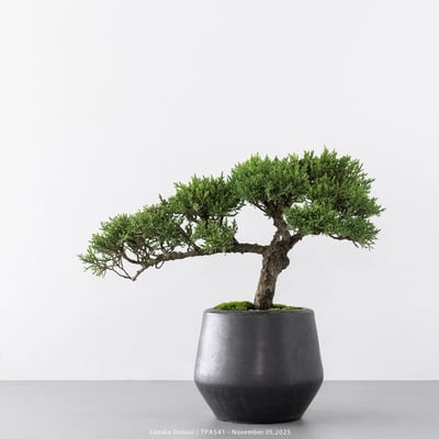 紀州真柏｜TPA5416