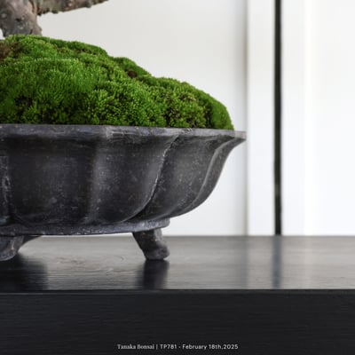 紀州真柏｜TP7818