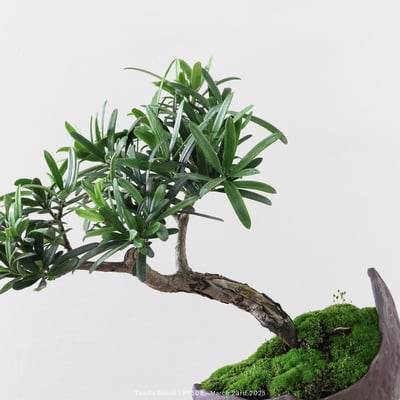 羅漢松｜PP5082