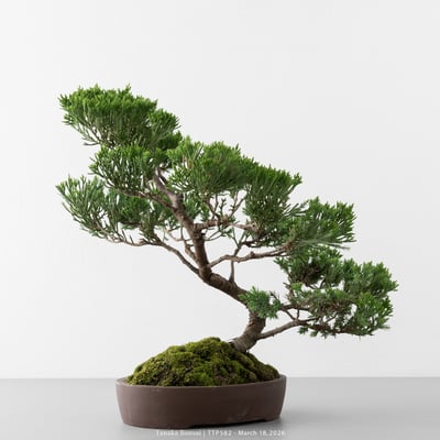 臺灣真柏｜TTP5825