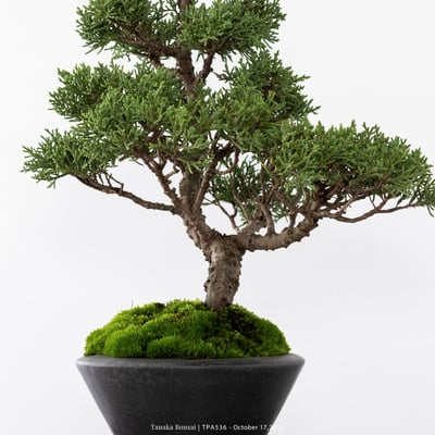 紀州真柏｜TPA5368