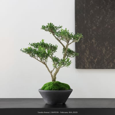 雀舌黃楊｜BHP5192