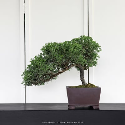 台灣真柏｜TTP7094