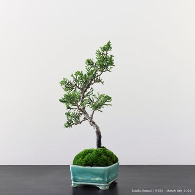 系魚川真柏｜IP5133