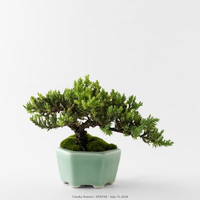 珍珠柏｜SPD5585