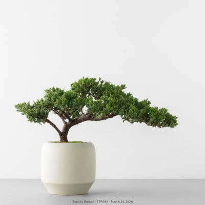 臺灣真柏｜TTP5851