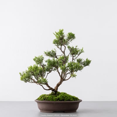 系魚川真柏｜IP5225