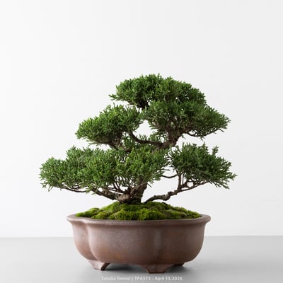 紀州真柏｜TPA5733