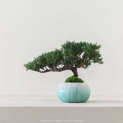 紀州真柏｜TPA5196