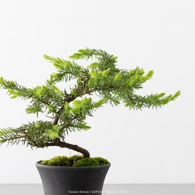 黃金杜松｜GDP5508