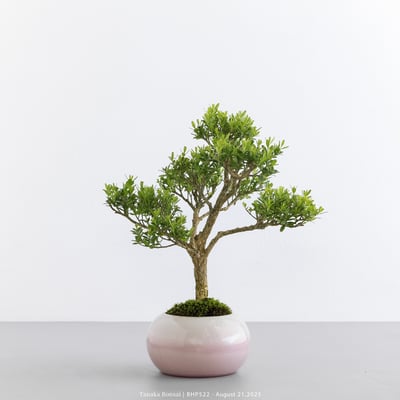 雀舌黃楊｜BHP5223