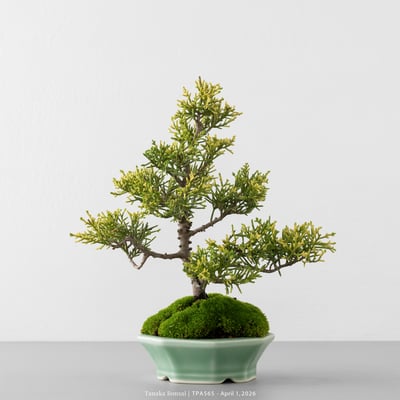 紀州真柏｜TPA5651