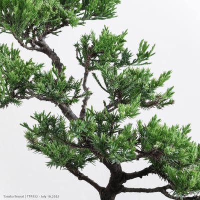 台灣真柏｜TTP5527