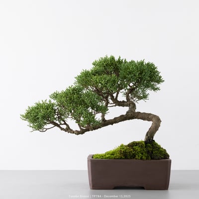 紀州真柏｜TP7841