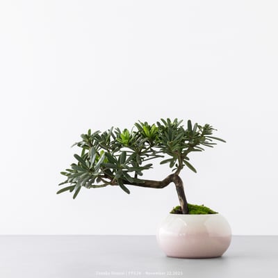 晶鑽羅漢松｜FP5266