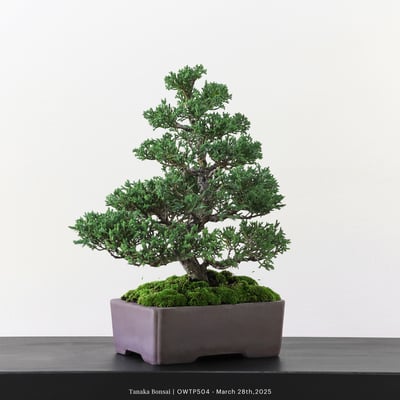 【官網限定】紀州真柏｜OWTP5044