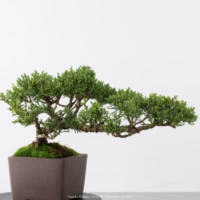 紀州真柏｜TPA5492