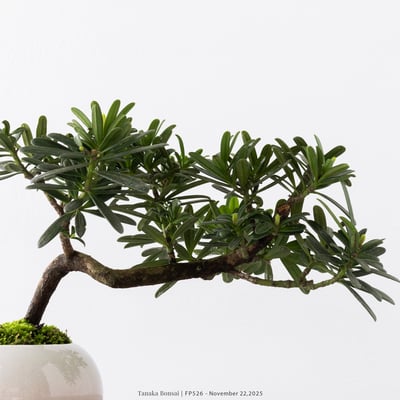 晶鑽羅漢松｜FP52610