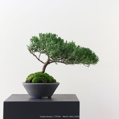 台灣真柏｜TTP5416