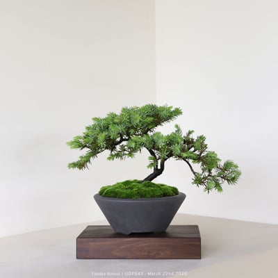 黃金杜松｜GDP5435