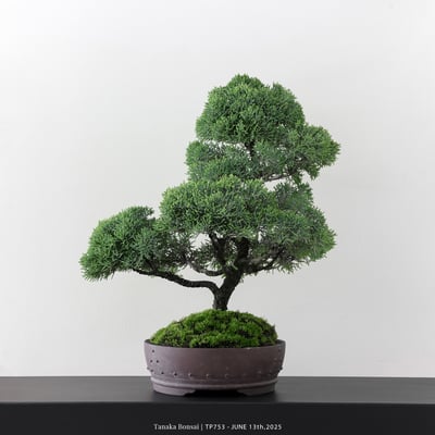 紀州真柏｜TP7535