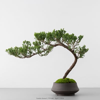 臺灣真柏｜TTP5885