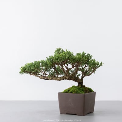 紀州真柏｜TPA5496