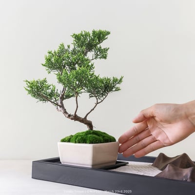 【官網限定】系魚川真柏｜OWIP5017