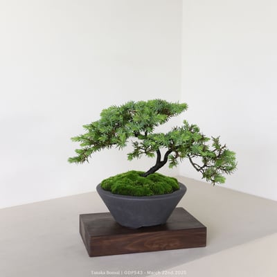 黃金杜松｜GDP5436