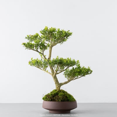 雀舌黃楊｜BHP5284