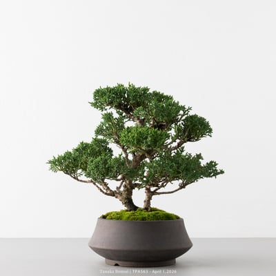 紀州真柏｜TPA5636