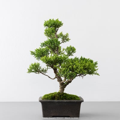 紀州真柏｜TPA5571