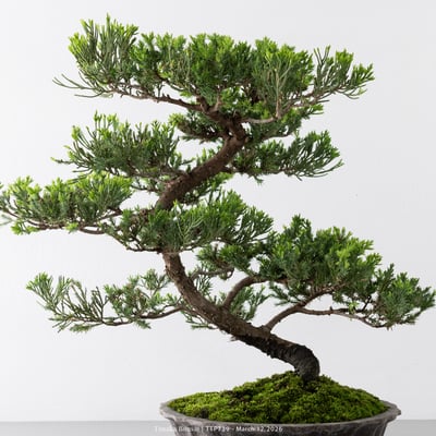 臺灣真柏｜TTP7396