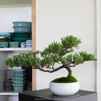 台灣真柏｜TTP5571