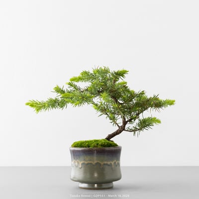 黃金杜松｜GDP5516