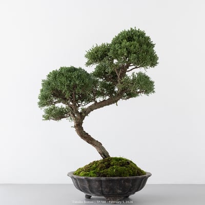 紀州真柏｜TP7884