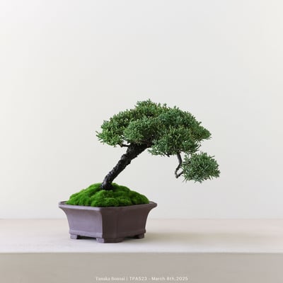 紀州真柏｜TPA5233